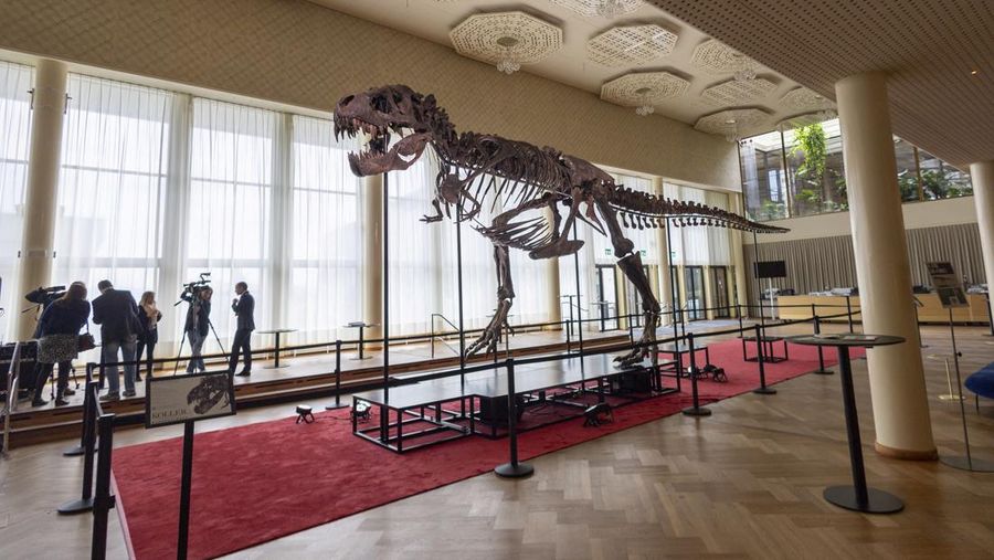 Ilustrasi rekonstruksi digital terbaru seekor Tyrannosaurus rex dengan postur tubuh horizontal dan lapisan bulu halus di punggungnya.